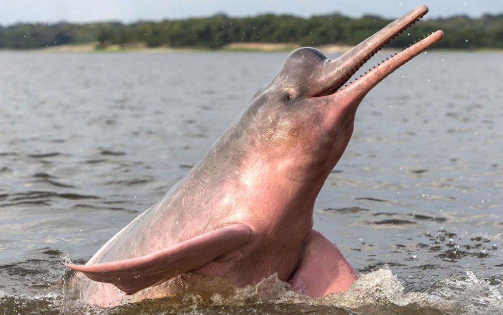 Амазондық дельфин