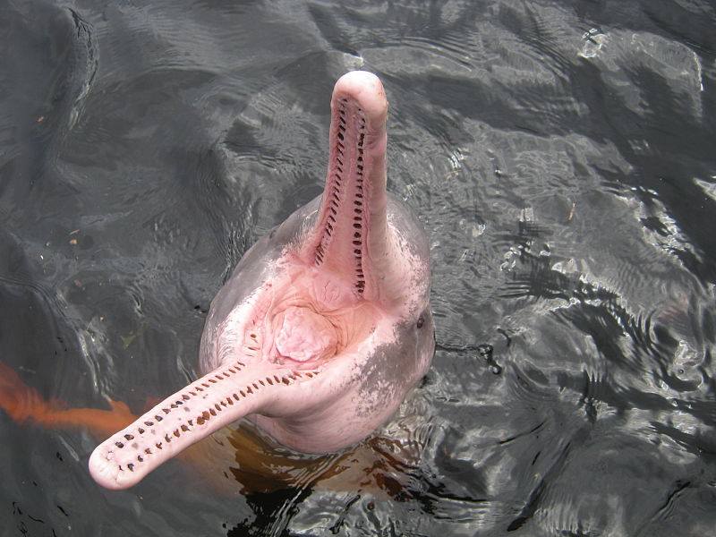 Амазондық дельфин
